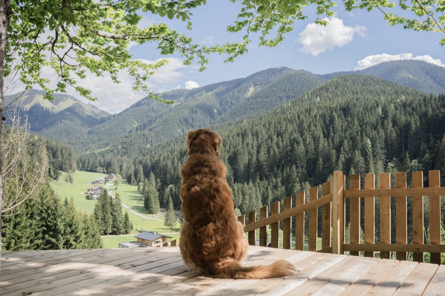 Huette Neuhaus Villa Annaberg im Lammertal Dış mekan fotoğraf